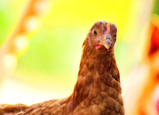 Ich wollt‘, ich hätt‘ ein Huhn …