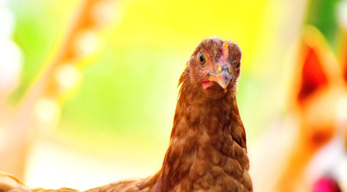 Ich wollt‘, ich hätt‘ ein Huhn …