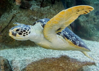 Das Haus des Meeres online besuchen