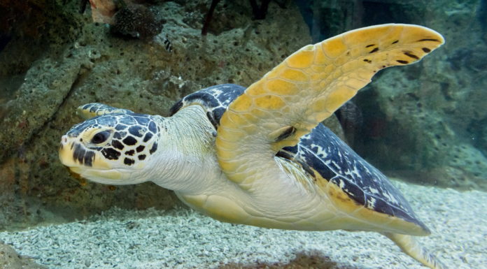 Das Haus des Meeres online besuchen