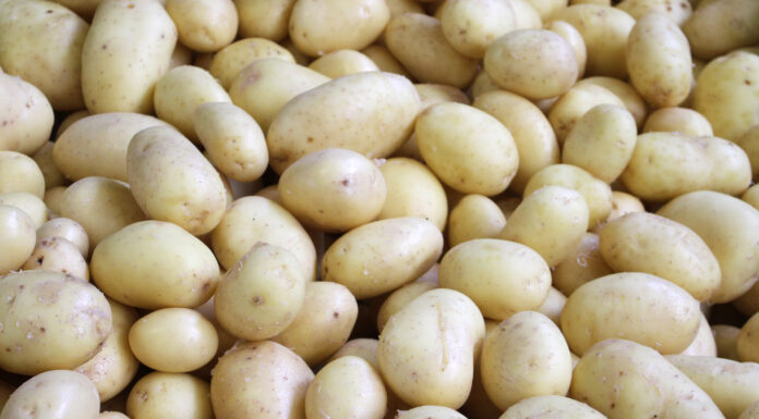 Frühkartoffeln: Wenn die „Heurigen“ aus der Wüste kommen