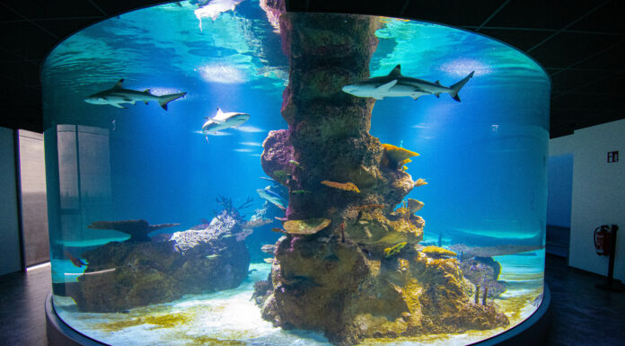 360° HAIAQUARIUM IM HAUS DES MEERES
