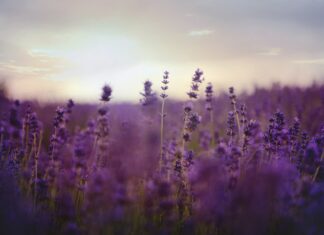 Lavendel – Der Duft der Provence
