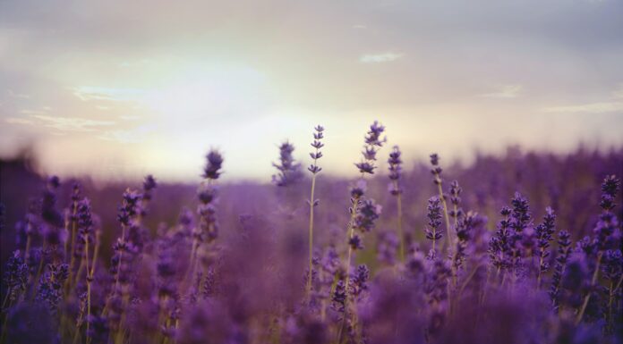 Lavendel – Der Duft der Provence