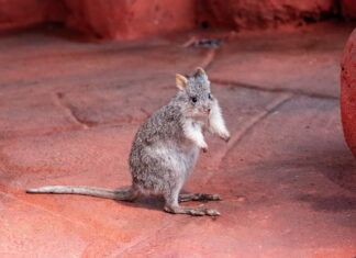 Die neue Australien-Erlebniswelt im Haus des Meeres