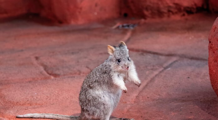 Die neue Australien-Erlebniswelt im Haus des Meeres