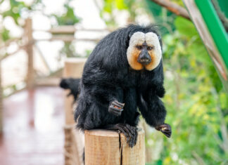 Wiedereröffnung Tropenhaus im Haus des Meeres