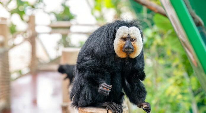 Wiedereröffnung Tropenhaus im Haus des Meeres